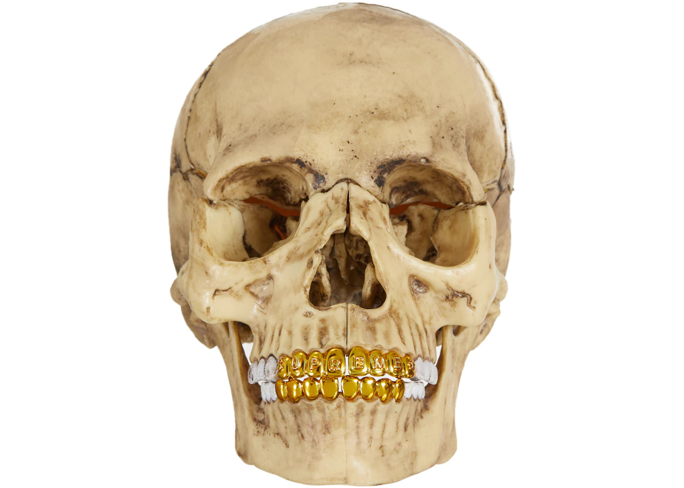 Supreme 4D Model Human Skull Natural