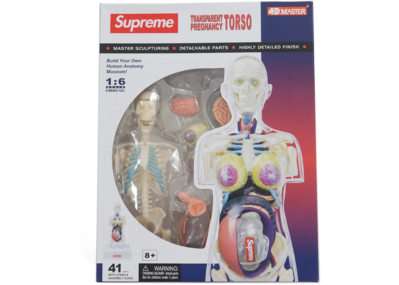 Supreme Female Anatomy Model Clear